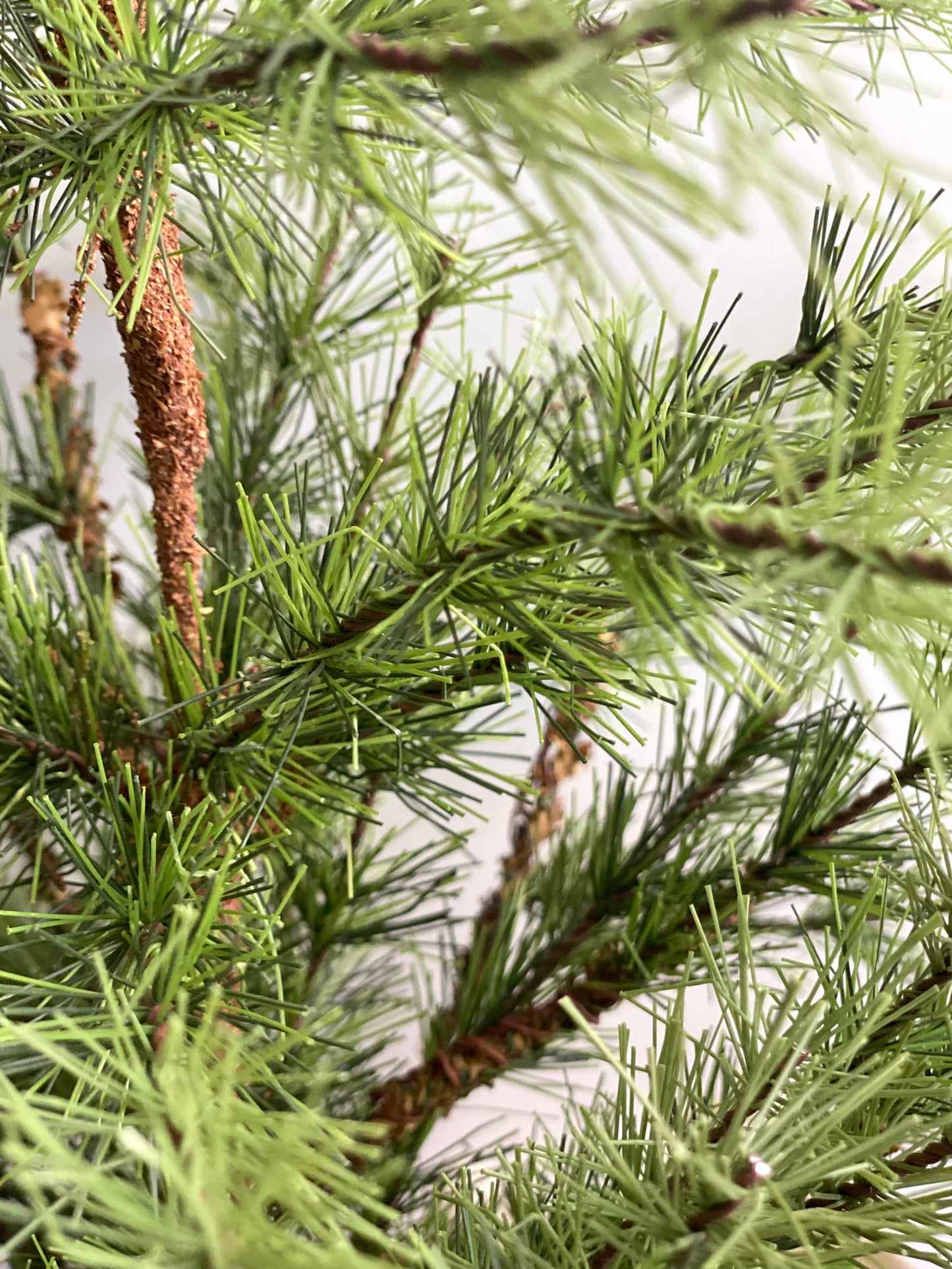 Faux Pine Tree in Vintage Posts