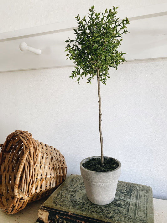 Faux Thyme Topiary Plant 13"